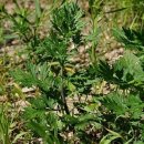 쎄븐칼라 이미지