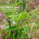 파파존스부천 이미지