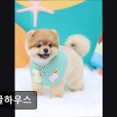 댕글하우스 | {부천, 강아지, 고양이, 애견미용, 추천!) 댕글하우스 부천 애견미용, 강아지에 최적