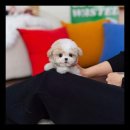 유앤미펫 강아지분양 고양이분양 용인점 이미지