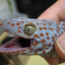 Tokay Gecko Information[원문] 이미지