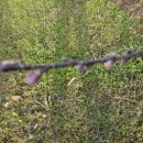 성골 농원 이미지