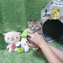 광주강아지분양 고양이분양 펫왕국 이미지