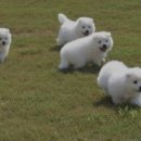 하룻강아지 이미지