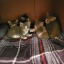 내새끼 펫 이미지