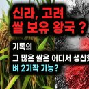 쌀 생산 가능? 기록속 엄청난 신라,고려의 쌀 이미지