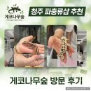 수곡로 | 청주도마뱀분양 전문 청주파충류샵, 청주 게코나무숲 매장 후기