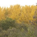 은행나무 펜션 이미지