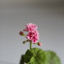 프루타볼 이미지