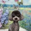 금촌애견 이미지