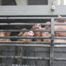 소돼지축산 이미지