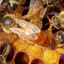 여왕벌PC 이미지