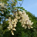 시몬농장 이미지