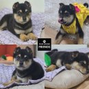 평팔농장 이미지