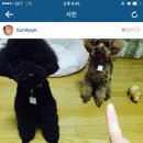 샤이니독 네이버블로그