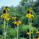 루드베키아 이미지