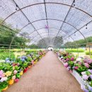 황룡강 꽃길 이미지