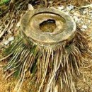 반천요