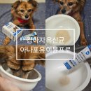 강아지 유산균 추천 프리미엄 유산균 아나포유 이뮨프로 후기
