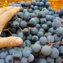 머루네건강원 이미지