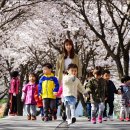 조천변 벚꽃길 이미지