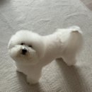 버블펫쌀롱 이미지