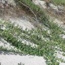 숨비기낭 이미지