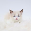 부산고양이 분양 도로시펫 네이버블로그