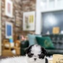 일산 강아지분양 스마트독 이미지