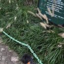 강아지 마법사 골드맘 이미지