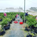 갈촌농장 | 보랏빛블루베리의꿈 태천블루베리농장