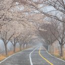 낙동강자전거길 | [밀양 벛꽃 산책 코스]낙동강 자전거길 벚꽃 개화