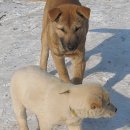 행복한 강아지 이미지