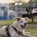 [강아지산책후기]초보 견주 강아지 산책 꿀팁 5가지!!