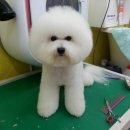 사랑해줄개 애견샵 이미지