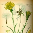 - 염소수염, Yellow goatsbeard 이미지