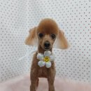 펫피파니 이미지