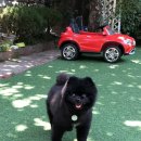 공주네 펫시터 이미지