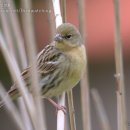 무당새 Yellow Bunting [멸종위기Ⅱ급 (49종)] 427 이미지