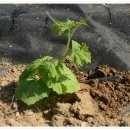 양원농장 이미지