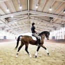 Royal Saddle Equestrian Society 이미지