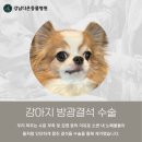 파우 동물병원 | &#34;강남다온동물병원&#34;에서 성공적으로 방광결석수술 했어요