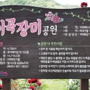 이곡장미공원 이미지