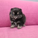 내품안의 반려견 김포점 이미지