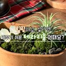 우리 집 작은 정원(홈 가드닝)만들기 | 테라리움 키트로 집을 숲으로! GREENEO 이끼 화분으로 가드닝