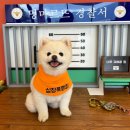 포토존 많은 거제 대형 애견카페 멍마르뜨 다녀온 후기