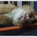 인사불성 이미지