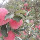 봉화산농장 이미지