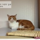 떼굴떼굴 이미지