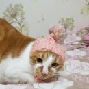 똥꼬냥